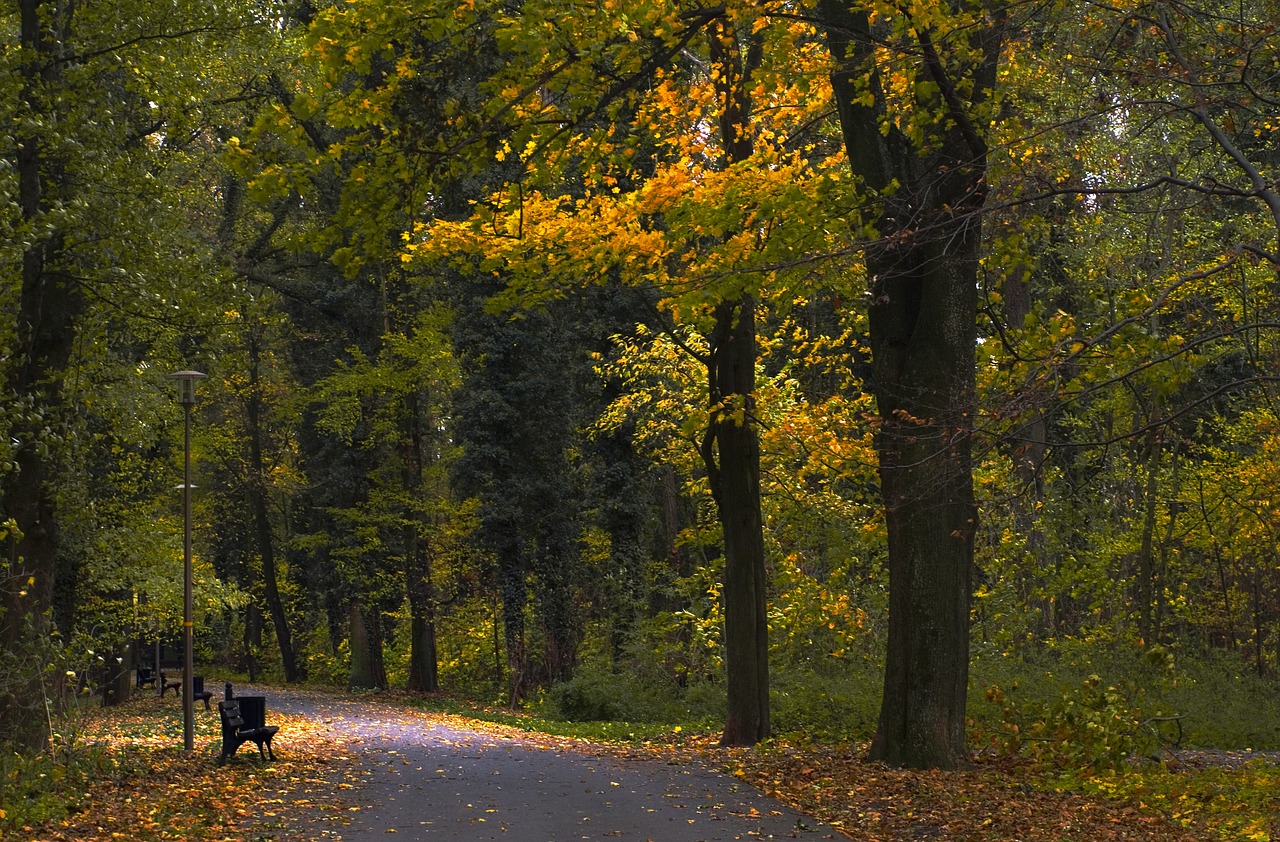 park  bench  autumn free photo