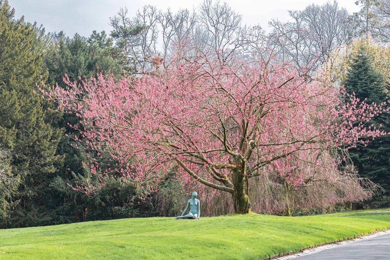 park  tree  blossom free photo