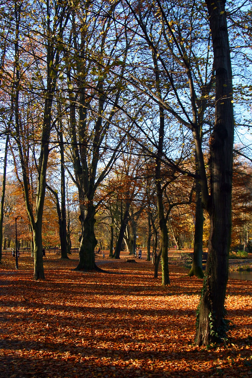 park  natura  landscape free photo