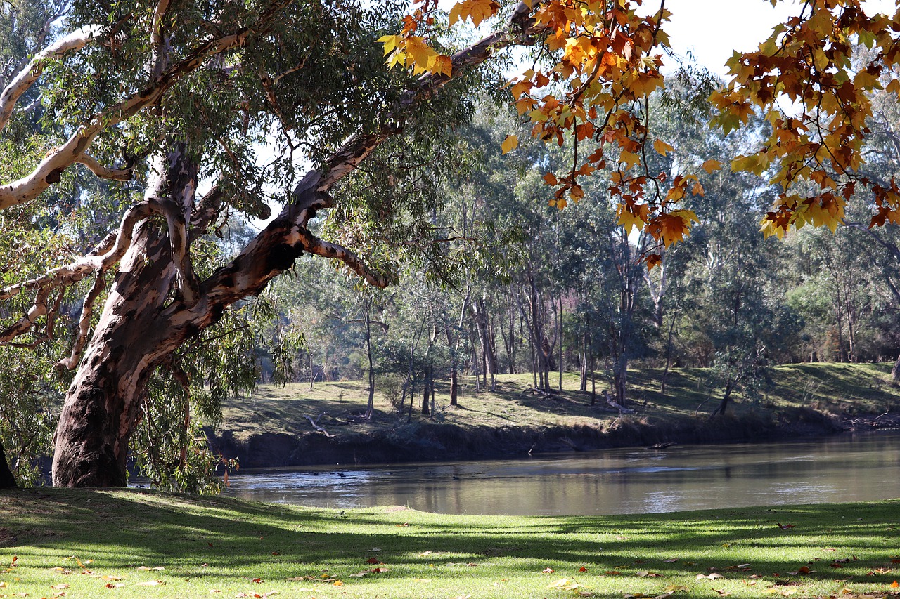 park  river  scene free photo