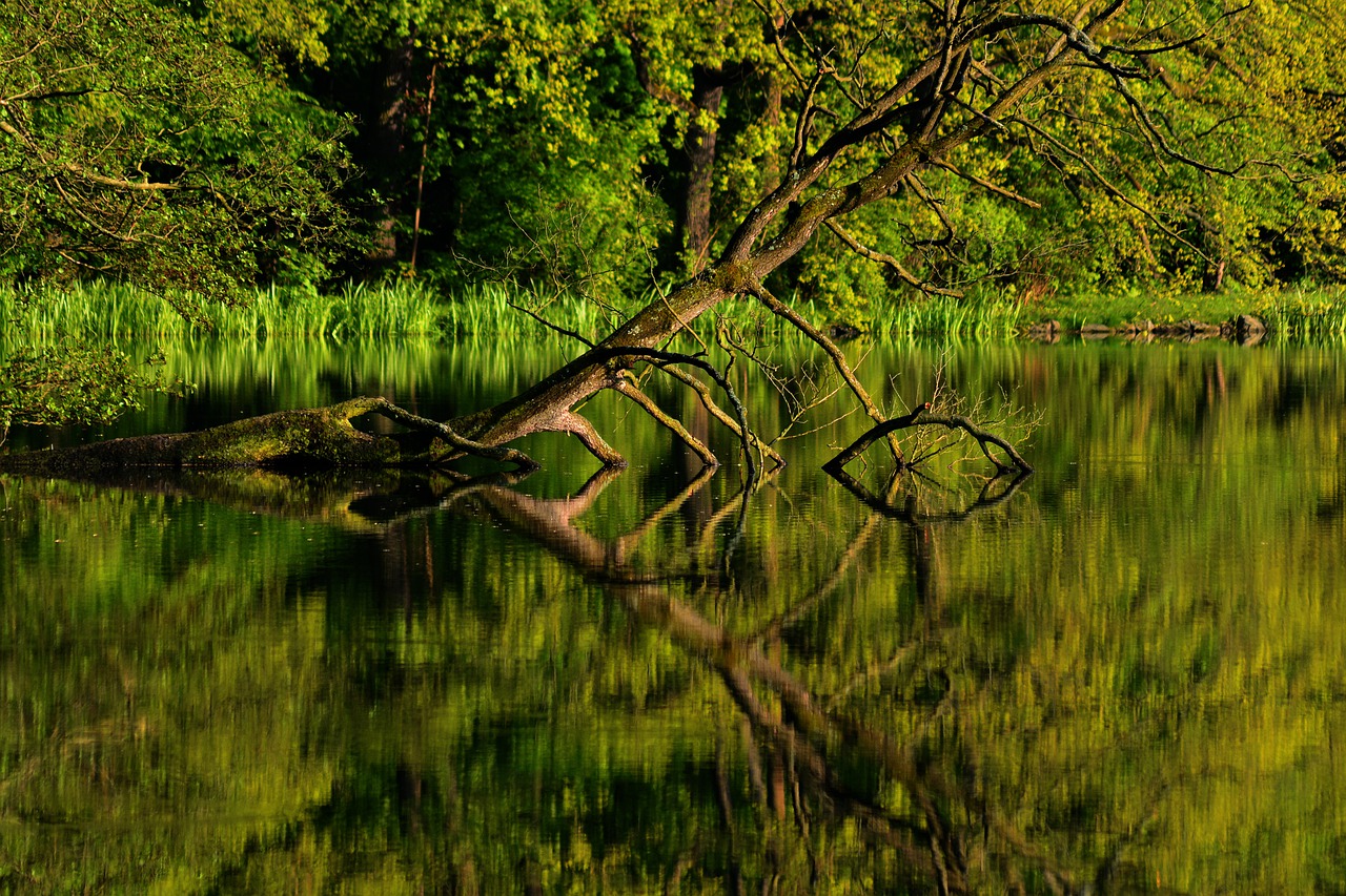 park  park lake  thuringia germany free photo