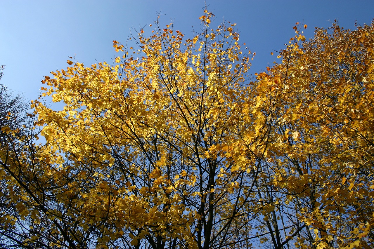 park forest autumn free photo