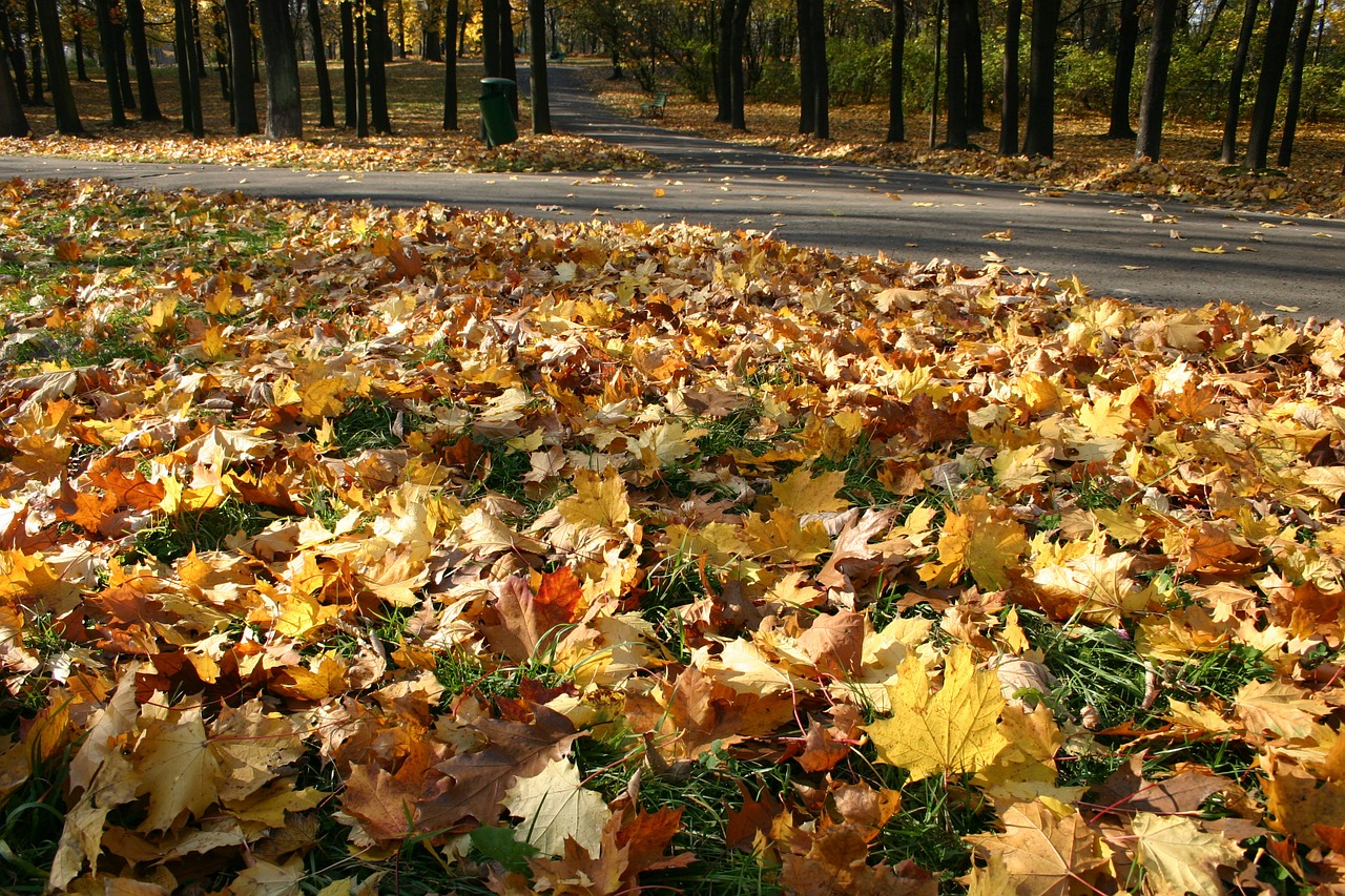 park forest autumn free photo