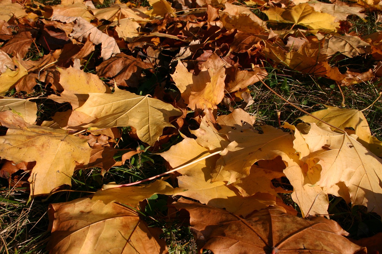 park forest autumn free photo