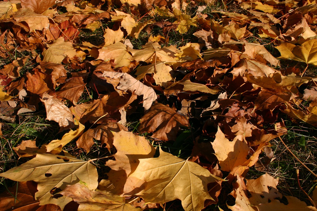 park forest autumn free photo