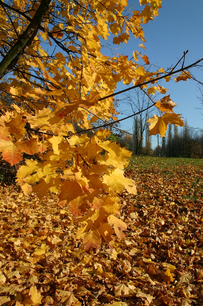 park forest autumn free photo