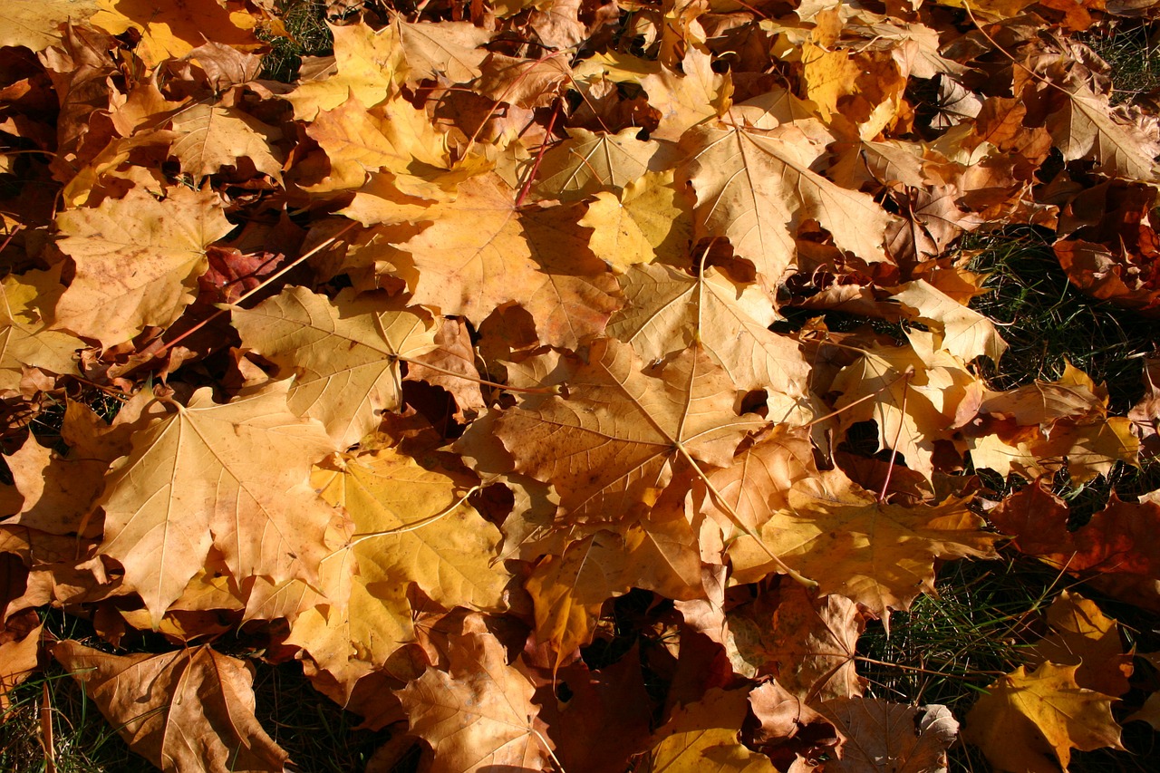 park forest autumn free photo