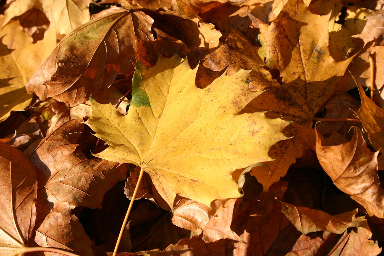 park forest autumn free photo