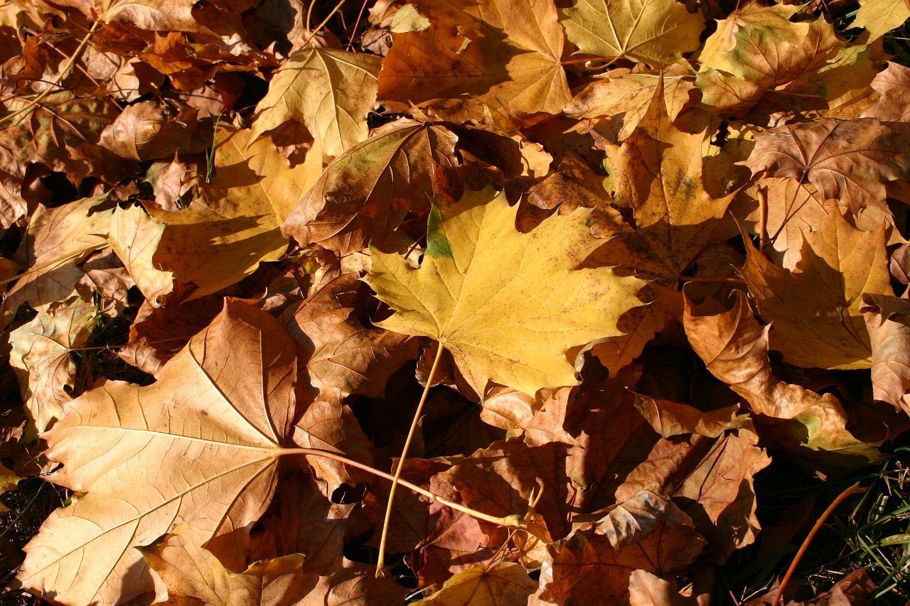 park forest autumn free photo