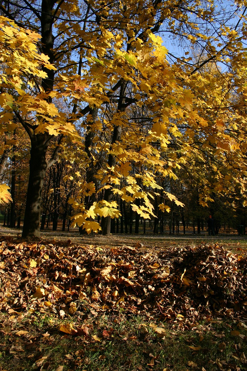 park forest autumn free photo