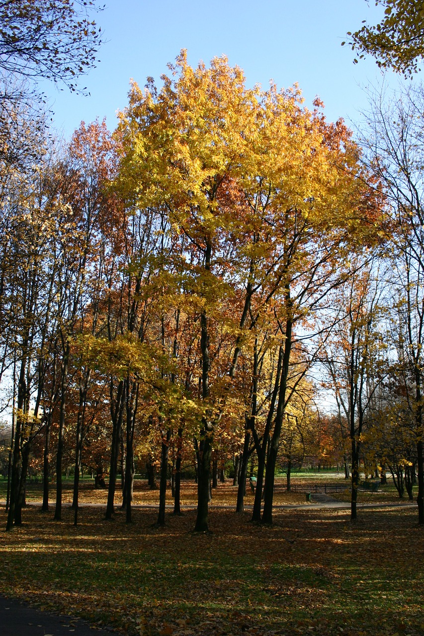 park forest autumn free photo