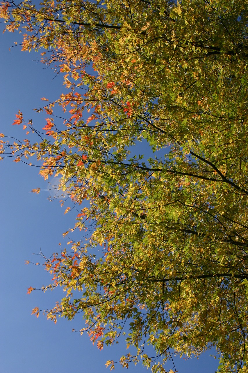 park forest autumn free photo