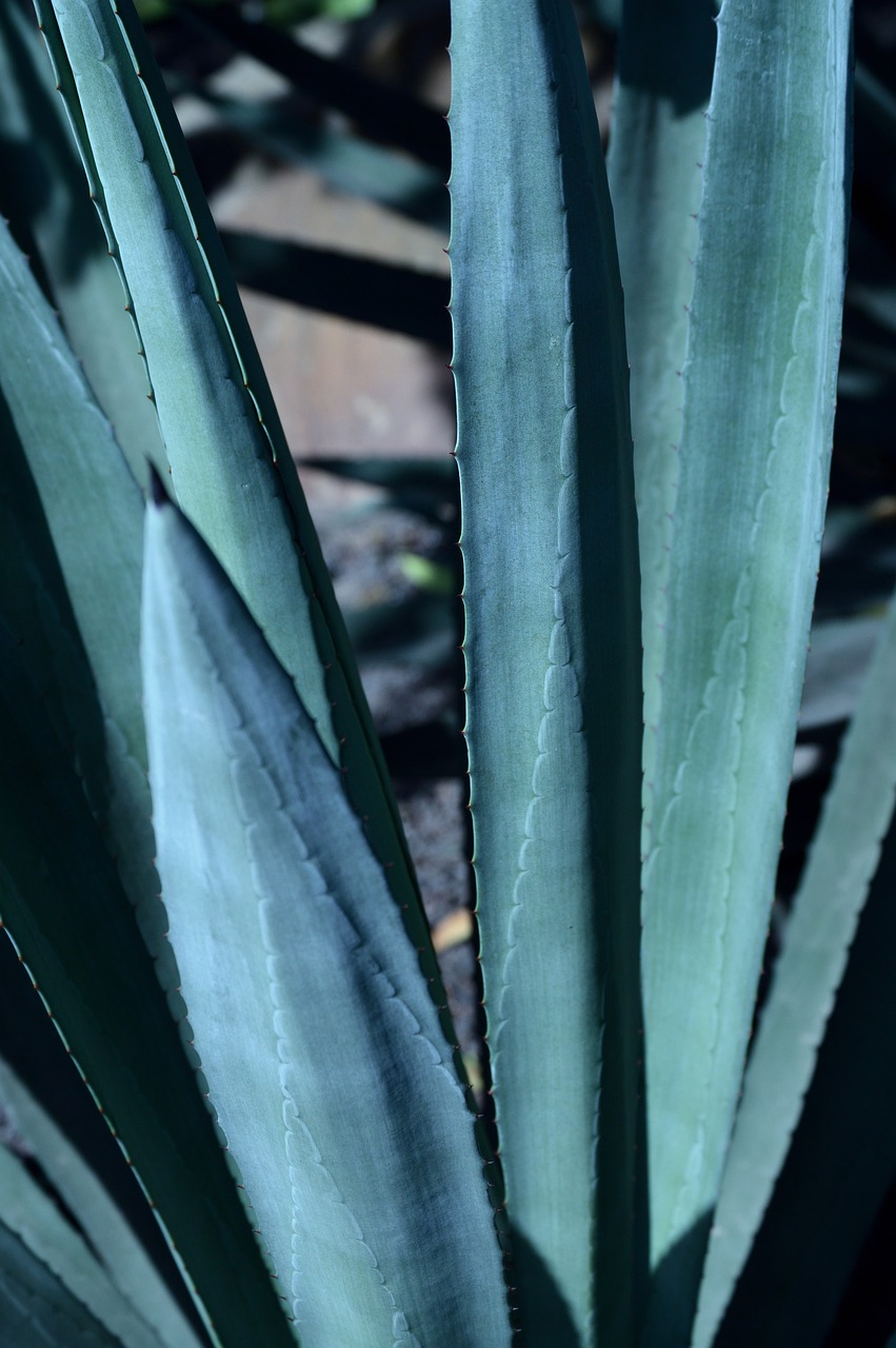 park  outdoors  agave free photo