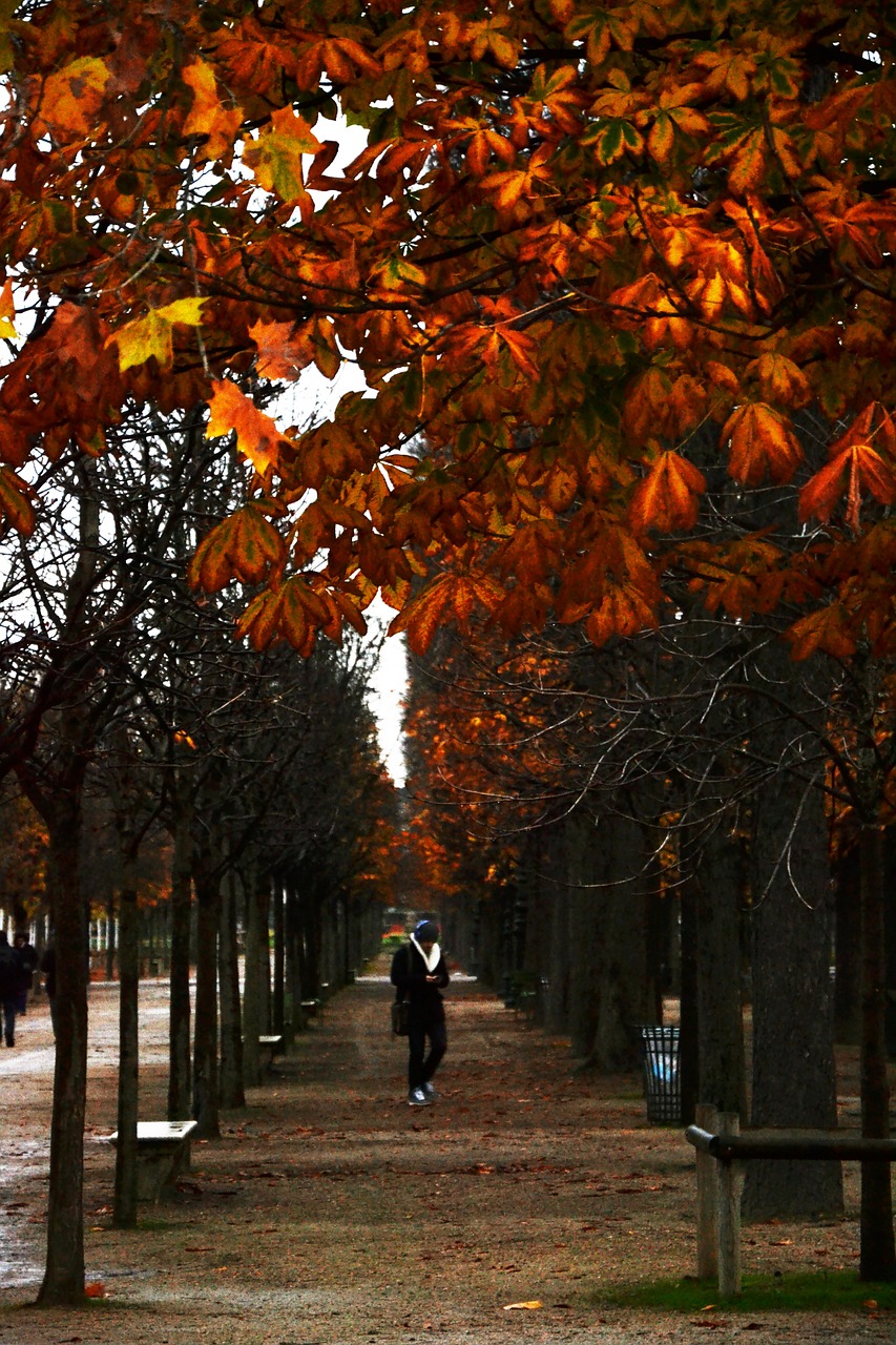 park forest tree free photo