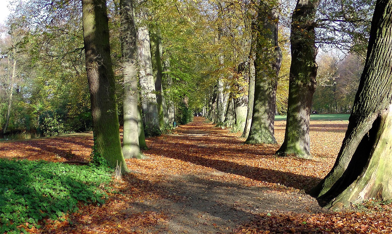 park away trees free photo