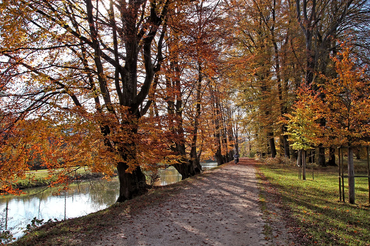 park leaves nature free photo