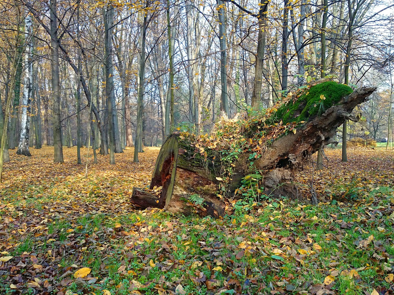 park forest tree free photo