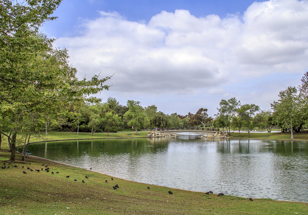 park lake tree free photo