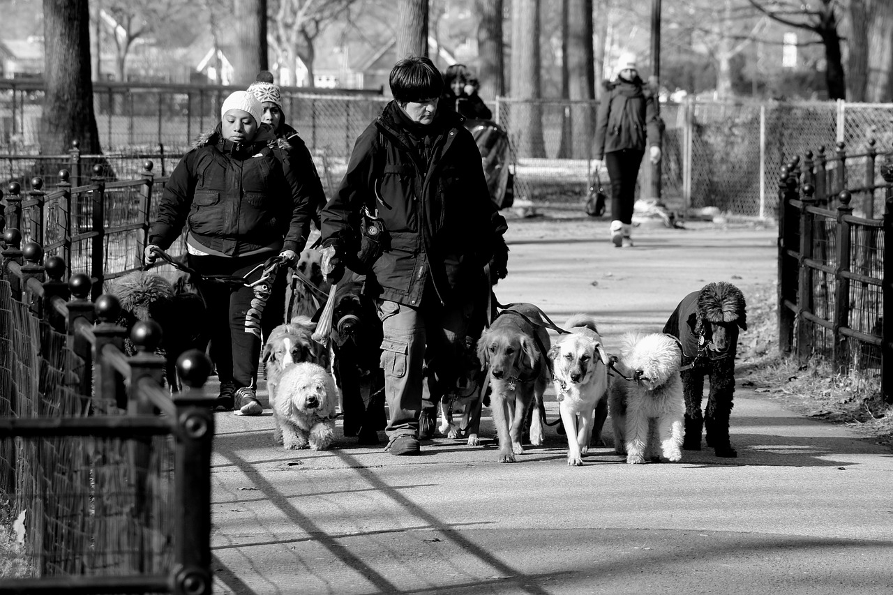 park dog walk free photo