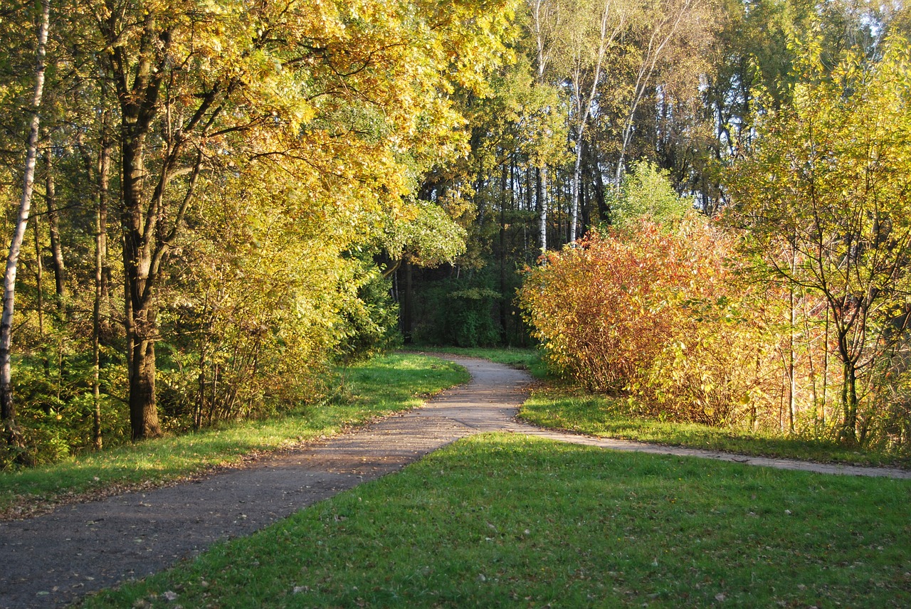 park tree autumn free photo