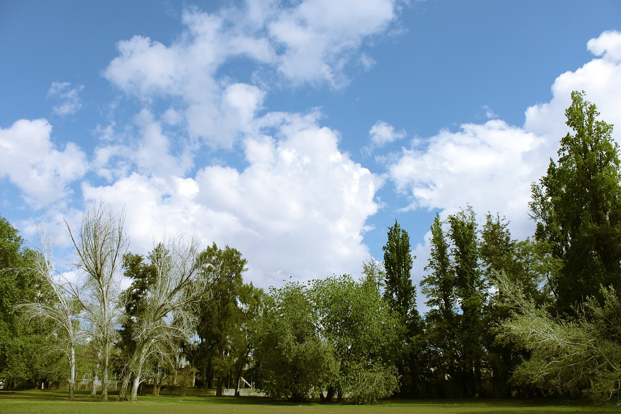 park trees sky free photo