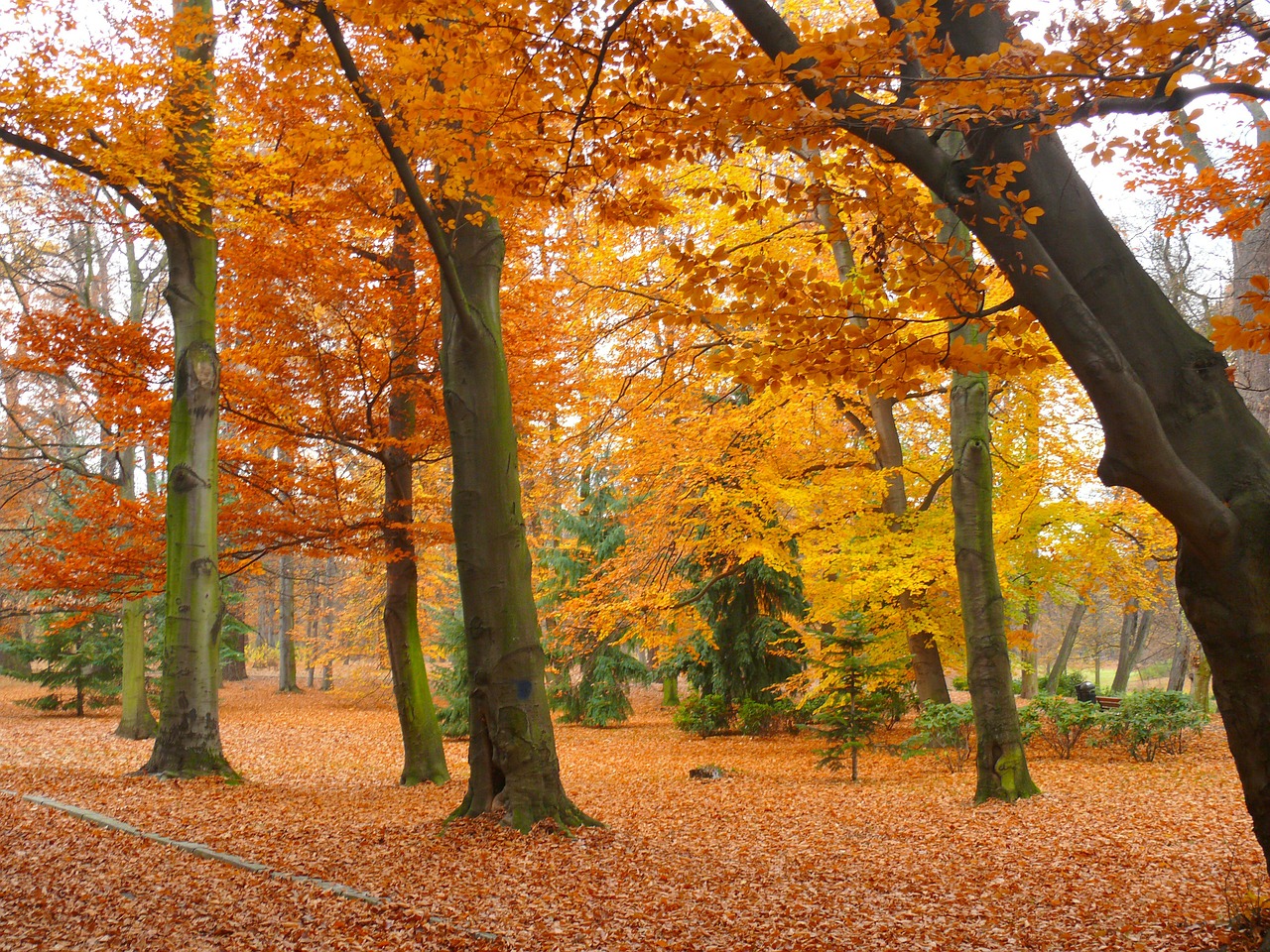 park autumn garden free photo