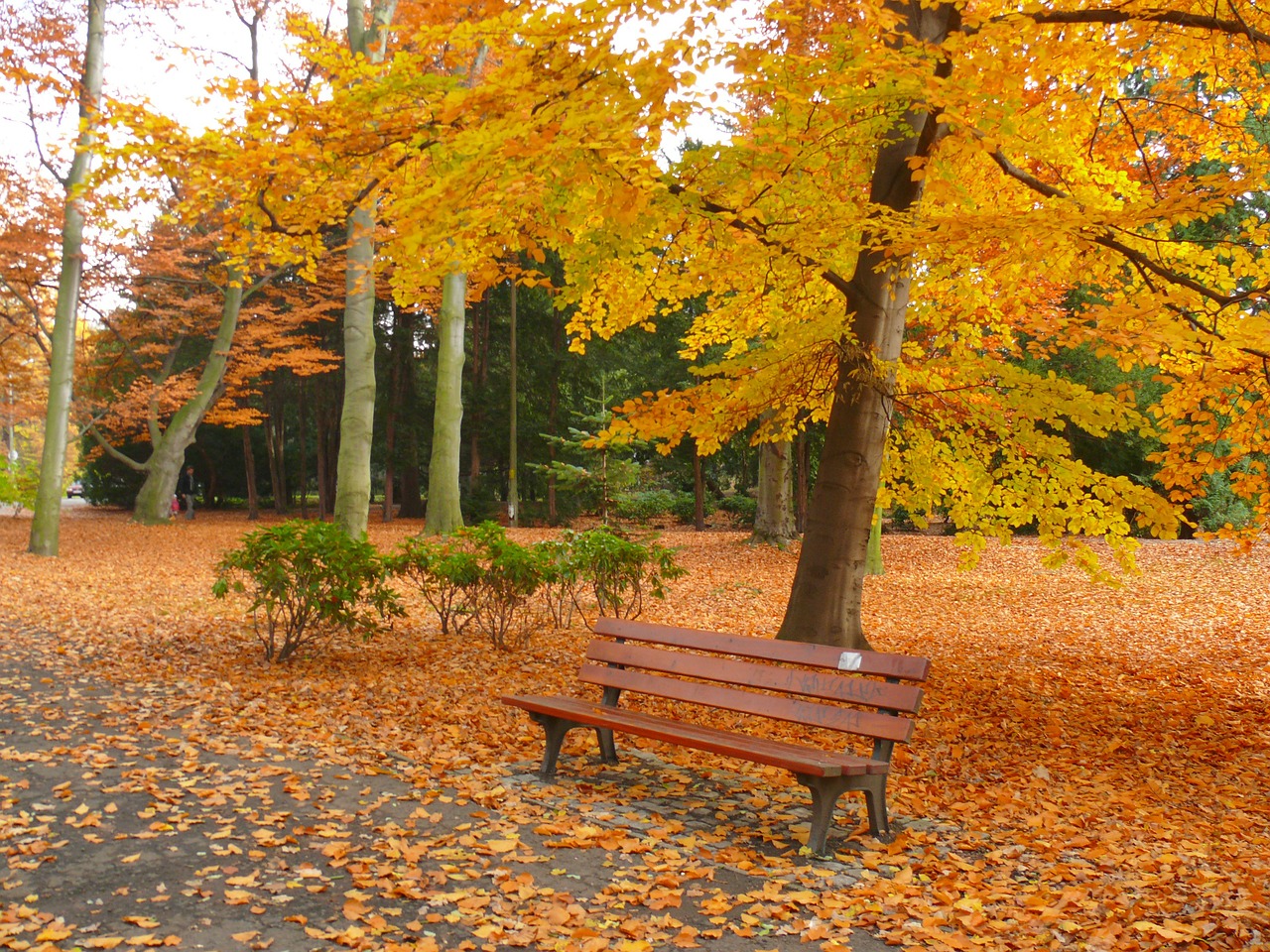 park autumn garden free photo