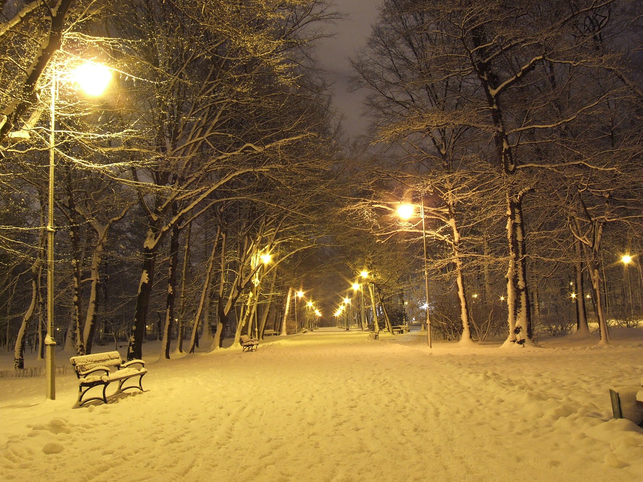 park winter night free photo