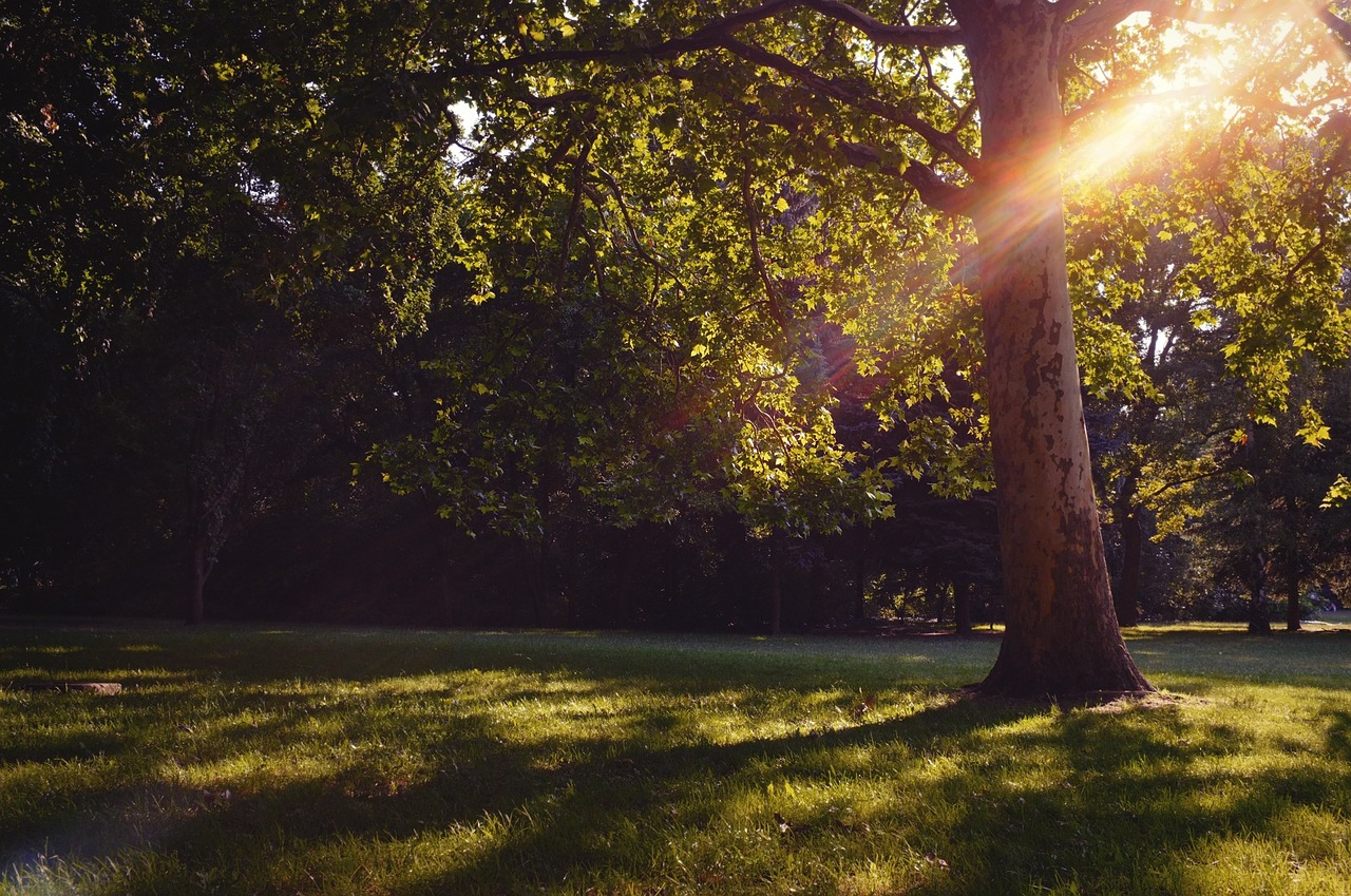 park tree sun free photo