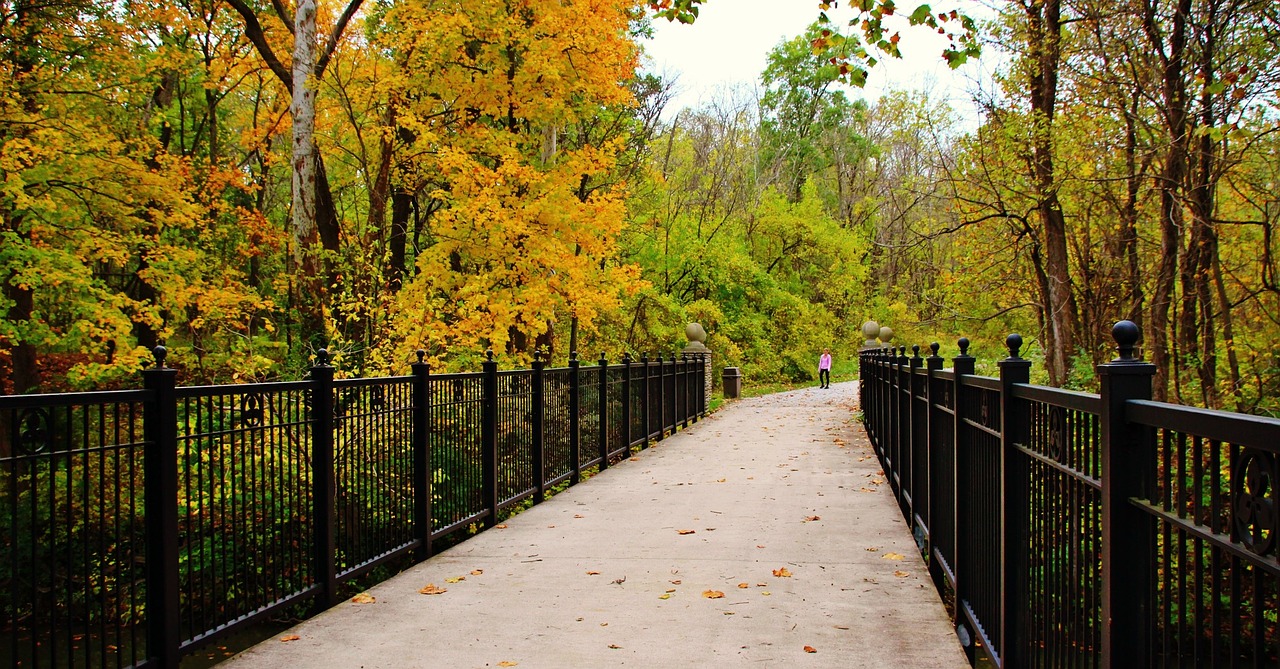 park fall leaves free photo