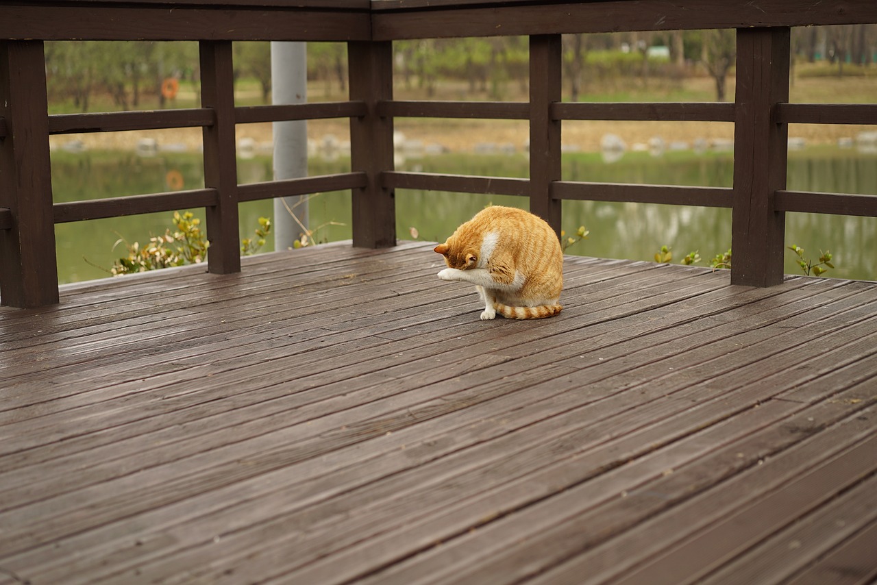 park overcast cat free photo