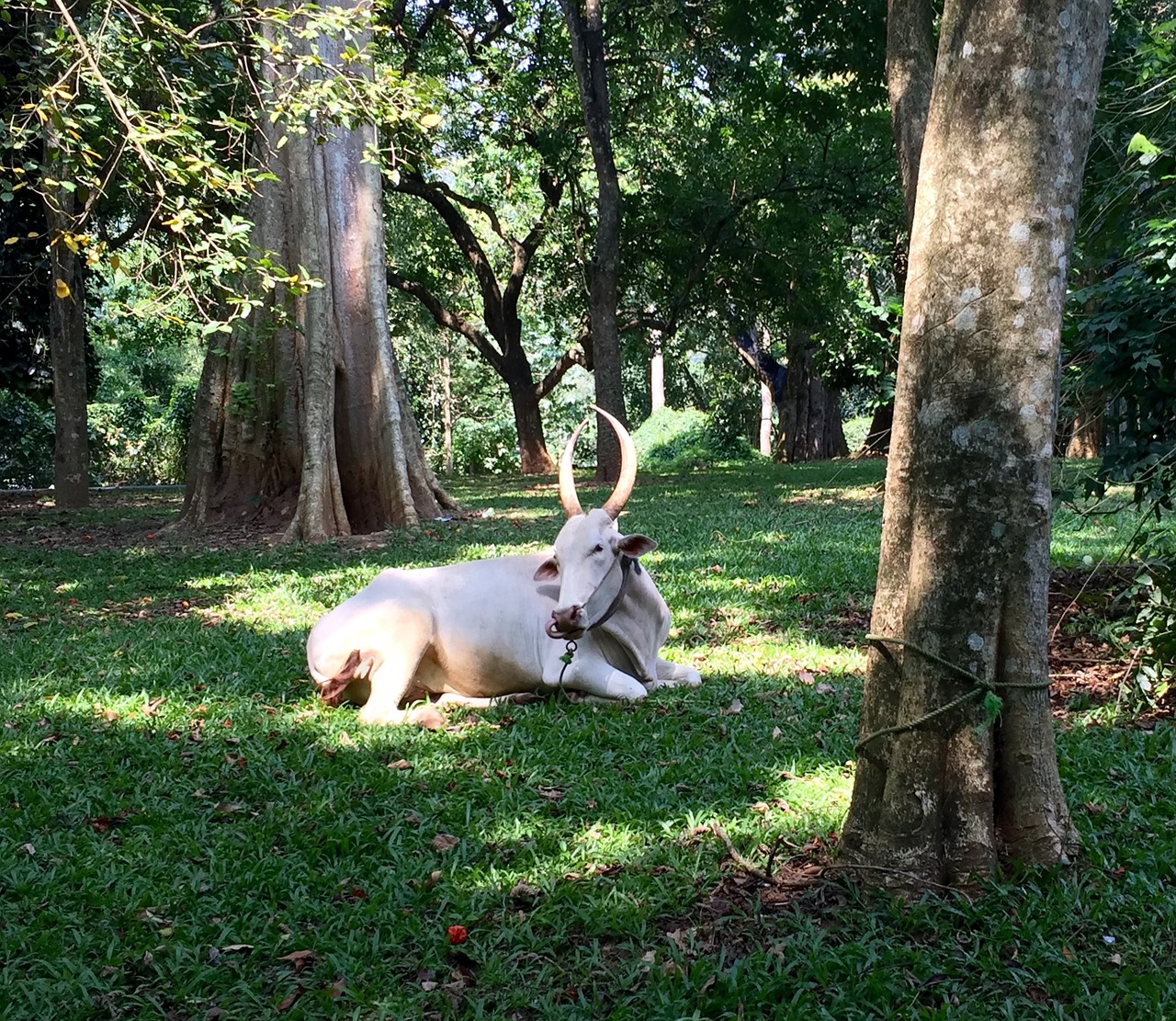 park sri lanka animal free photo