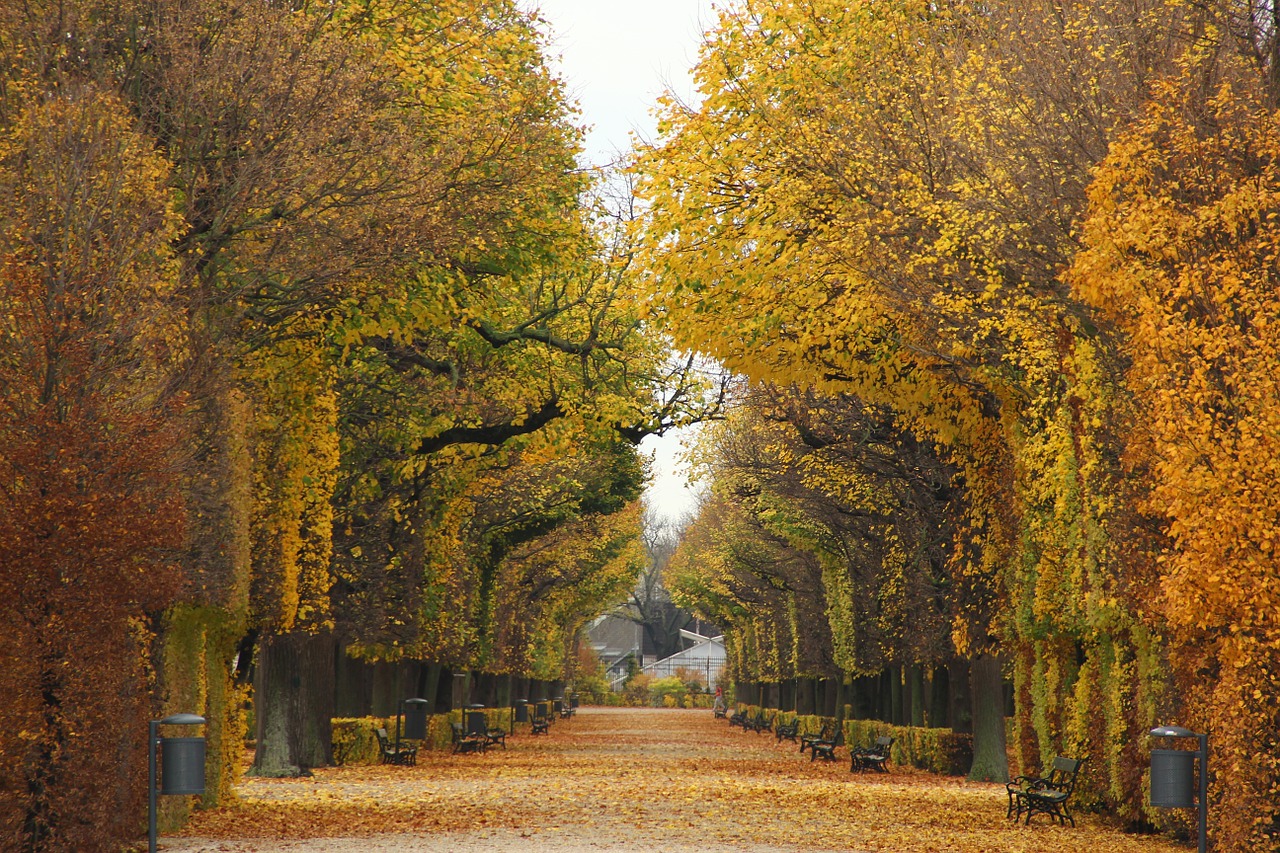 park nature trees free photo