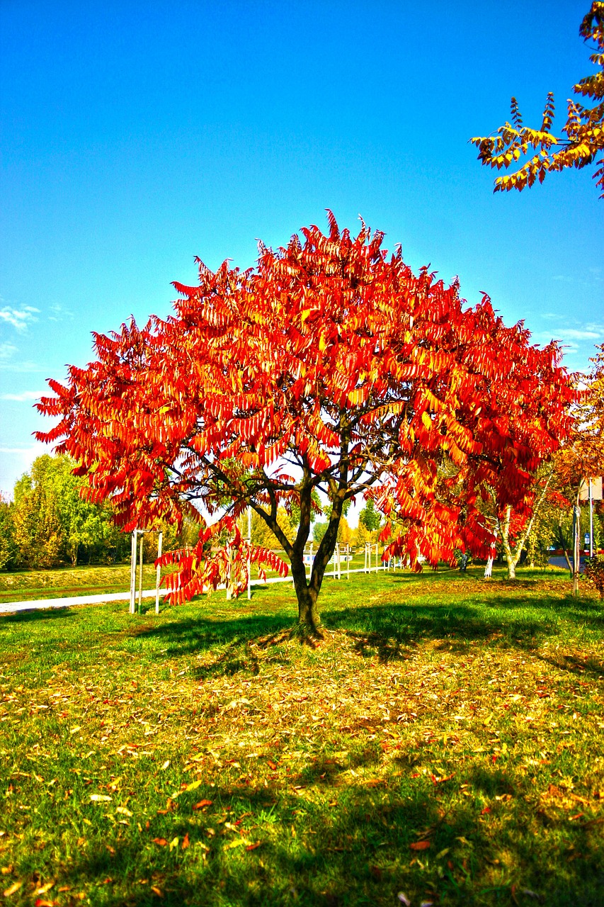 park garden tree free photo