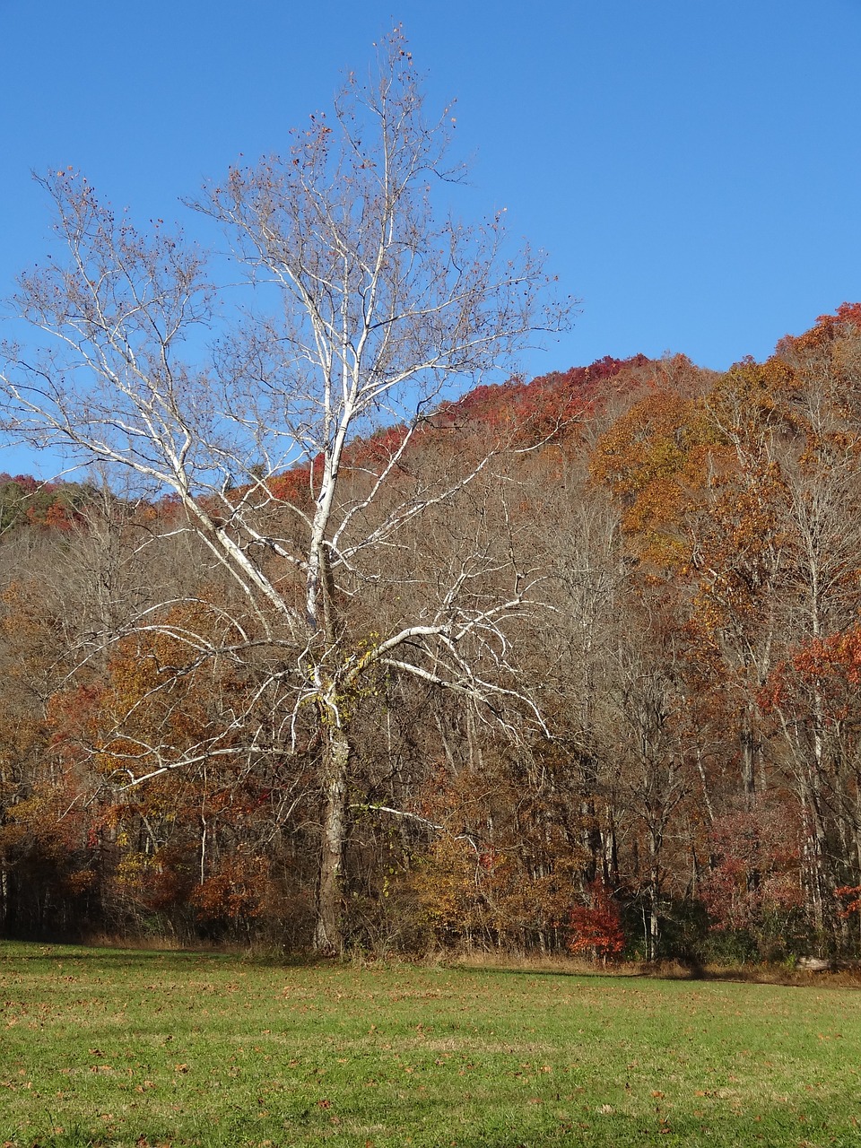 park autumn mountains free photo