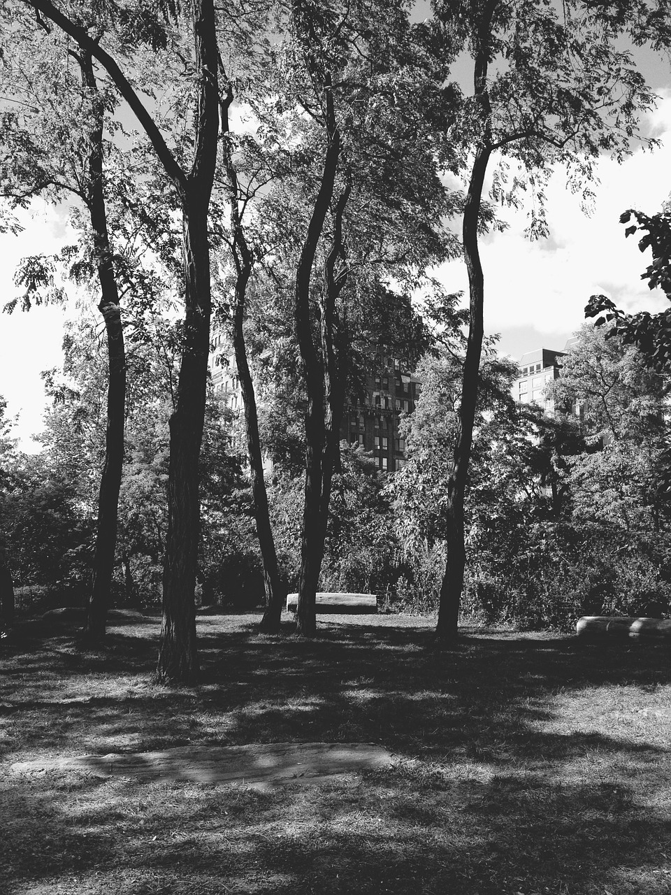 park black and white monochrome free photo