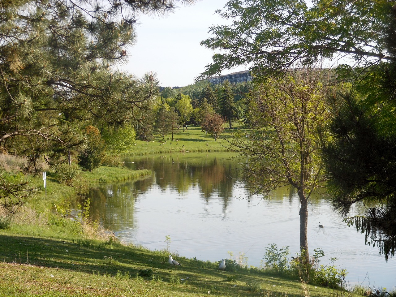 park pond water free photo