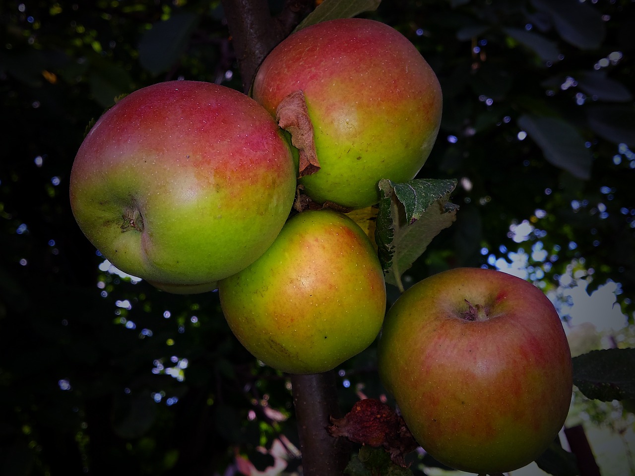 park apple fruit free photo