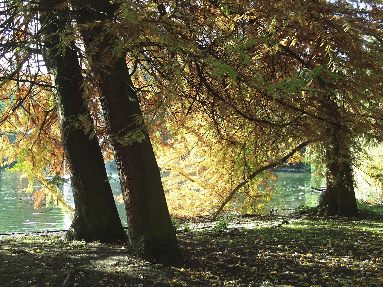 park autumn lake free photo