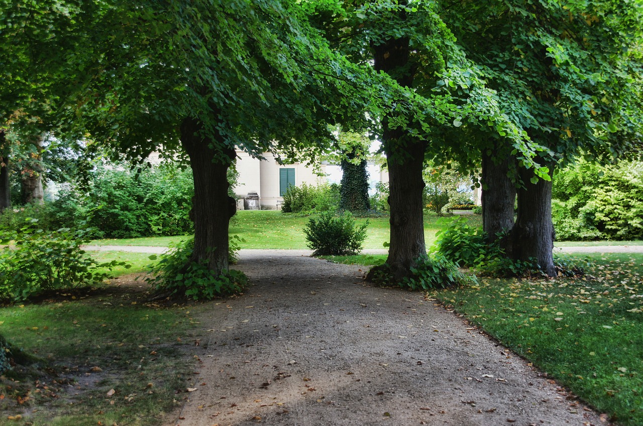 park trees away free photo