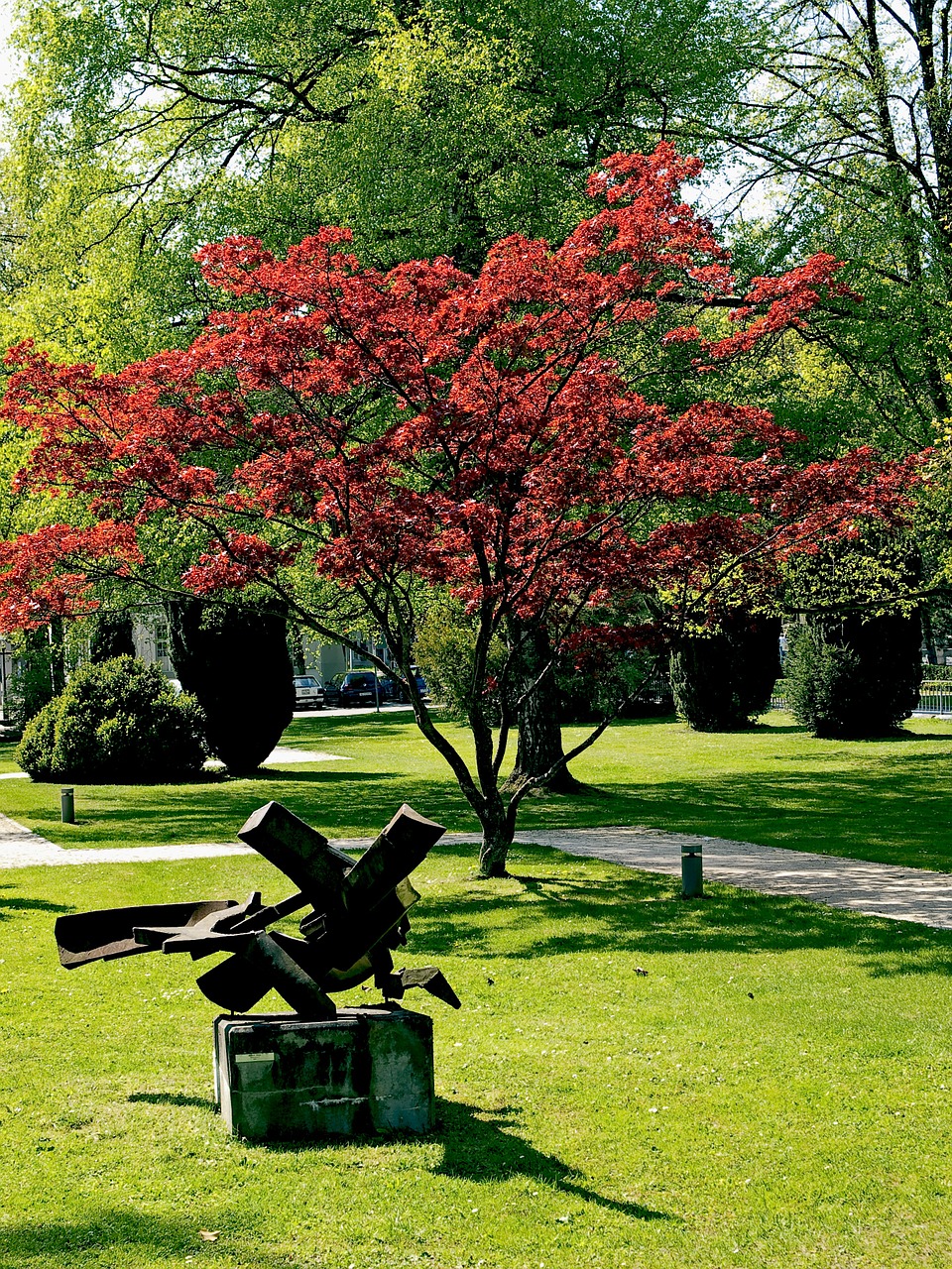 park trees japanese maple free photo