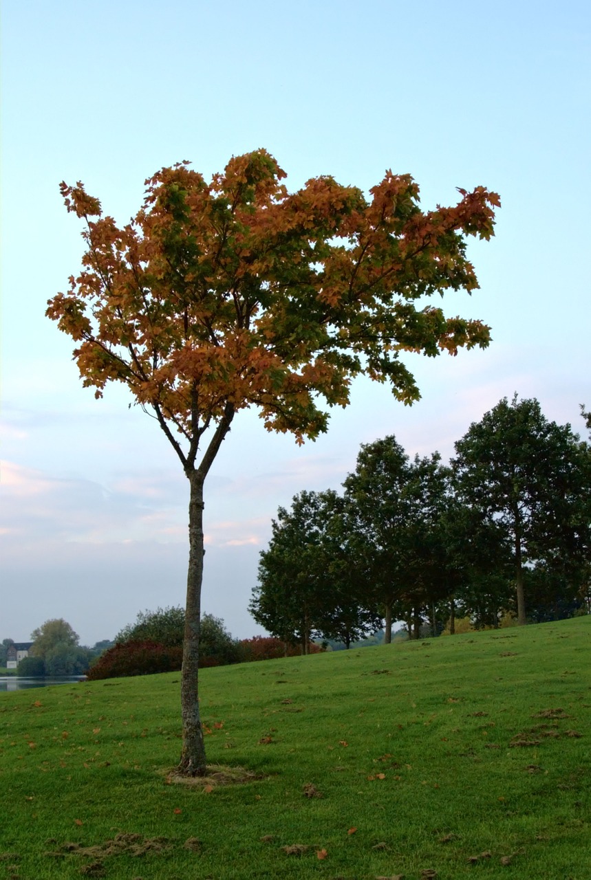 park autumn october free photo