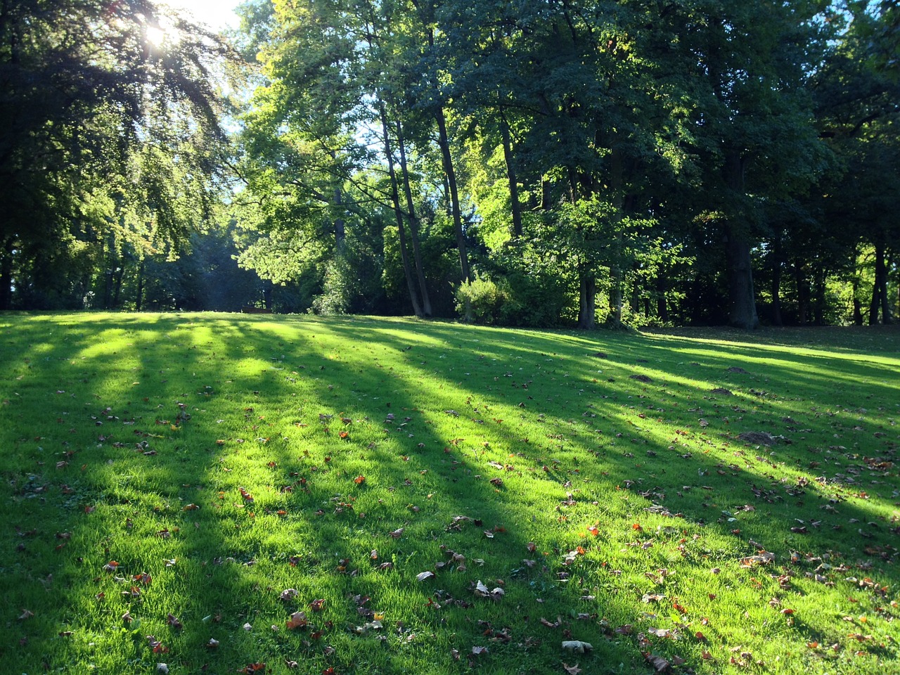 park back light sunlight free photo