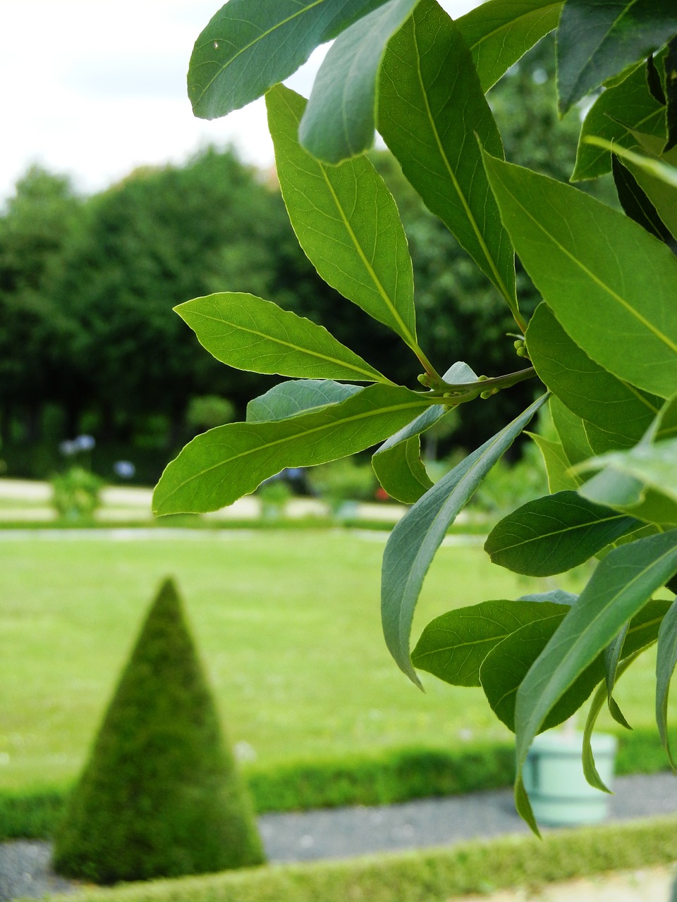 park plants nature free photo