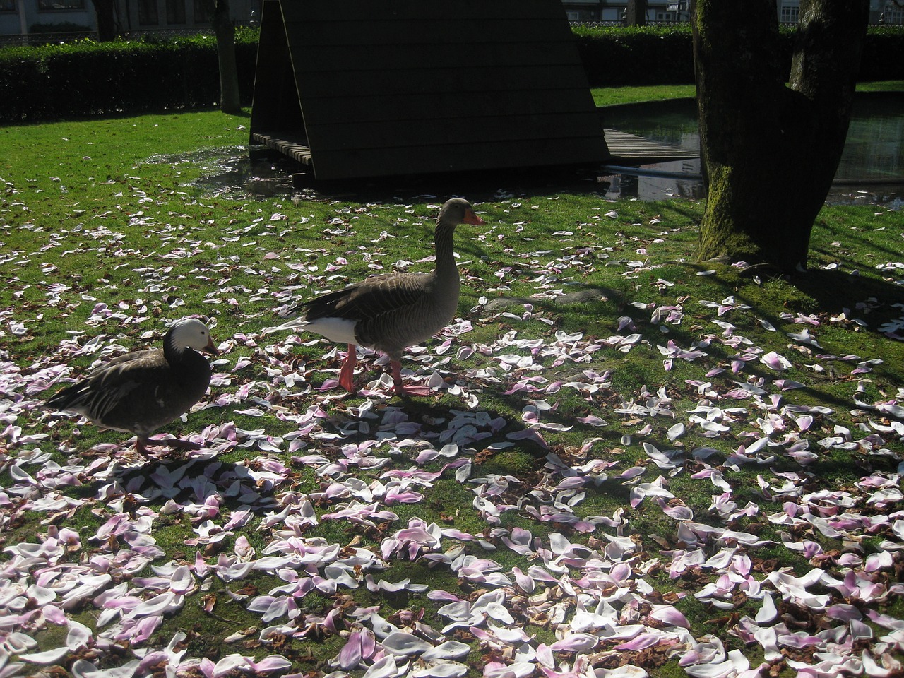 park ducks nature free photo