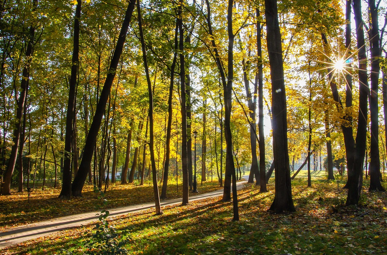 park autumn ostankino free photo