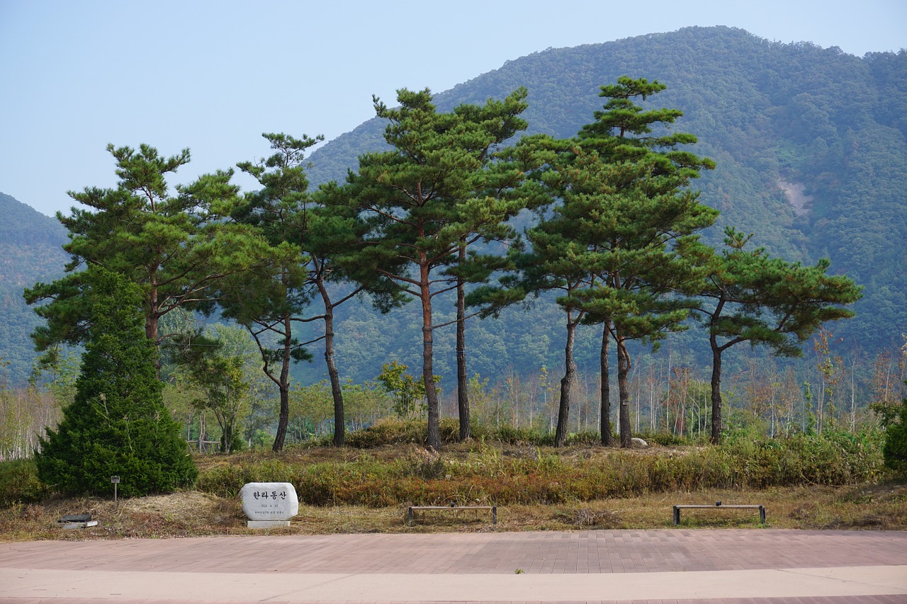 park chuncheon nami free photo