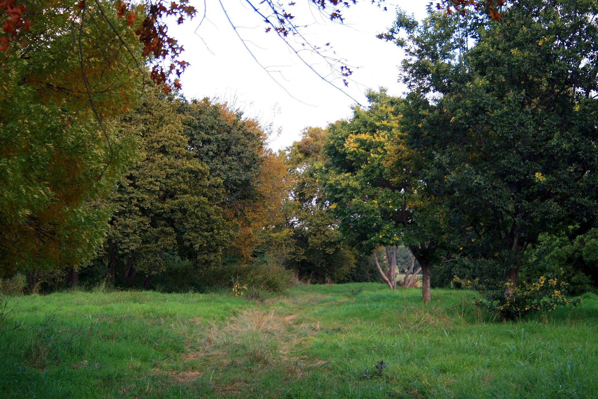 trees park grass free photo