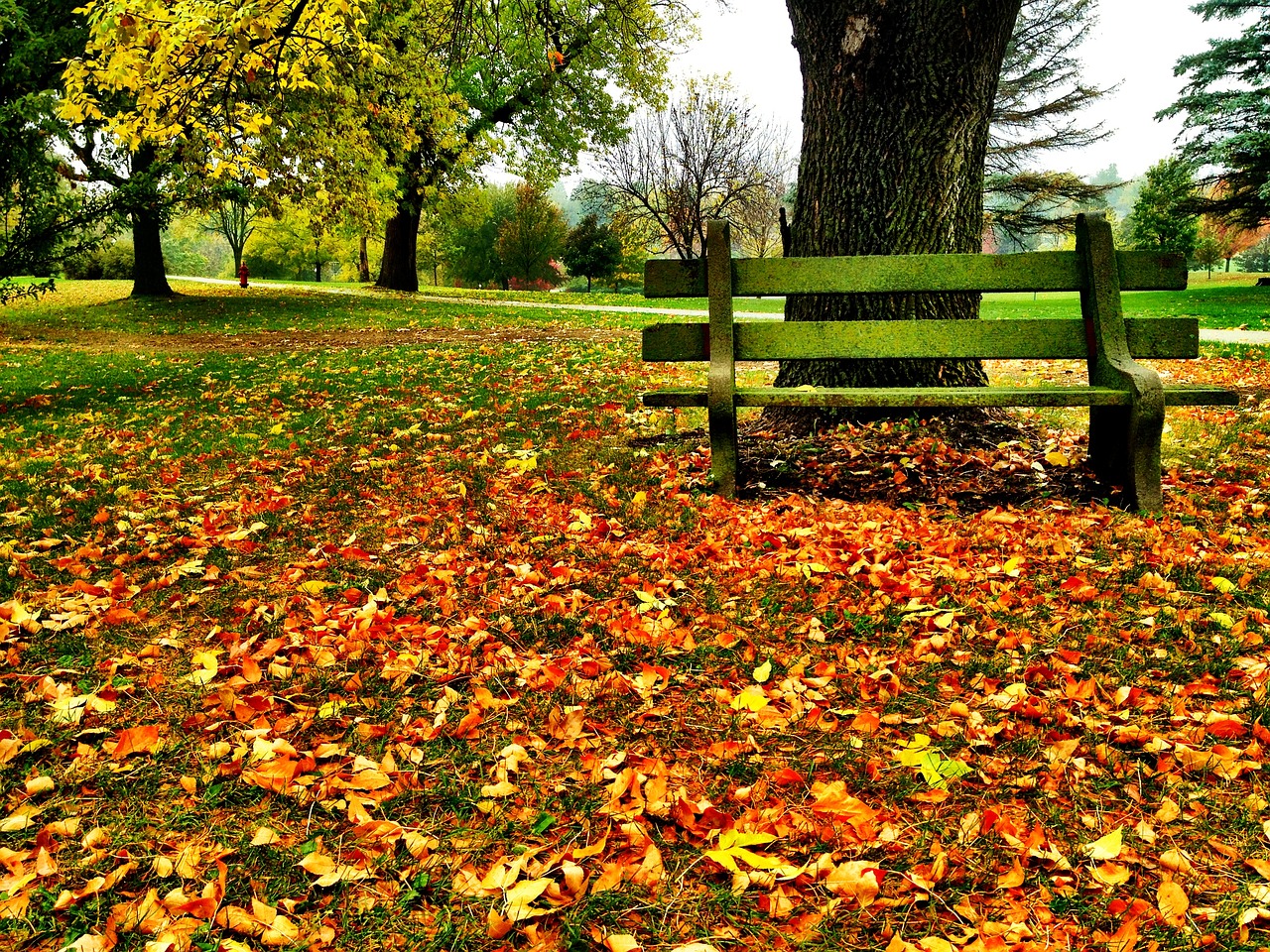 park bench fall fall leaves free photo