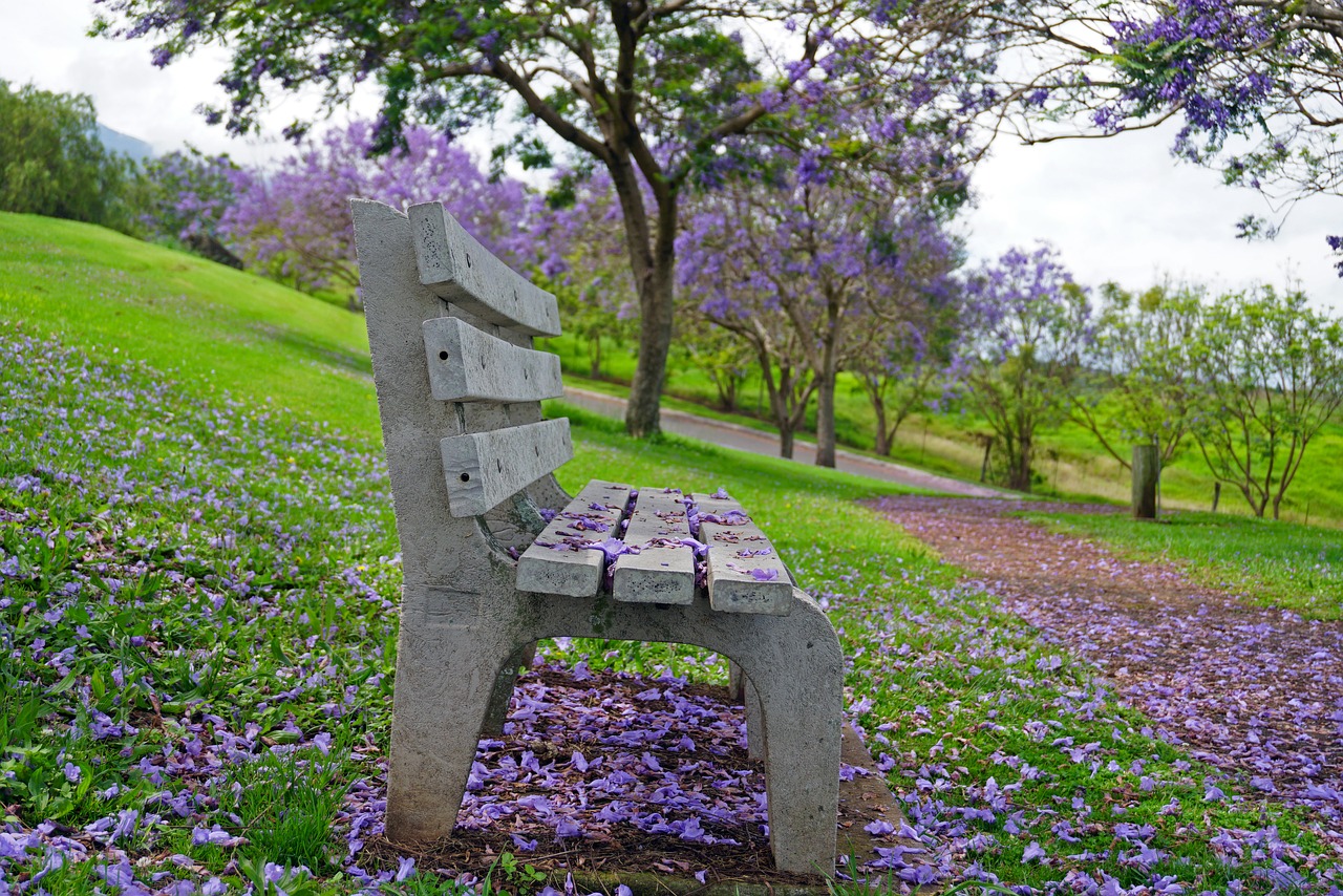 park bench jacaranda purple free photo